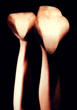 A photograph by Jill LoBianco